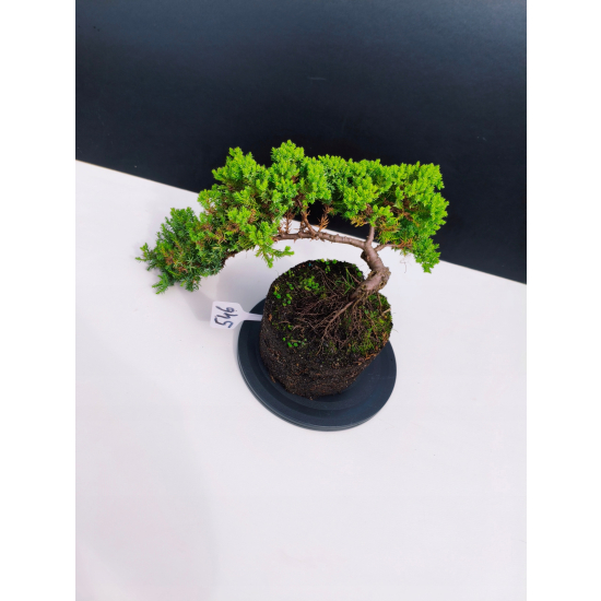 Żywe Drzewko Bonsai Jałowiec Rozesłany Procumbens 11-letni +GRATIS 546