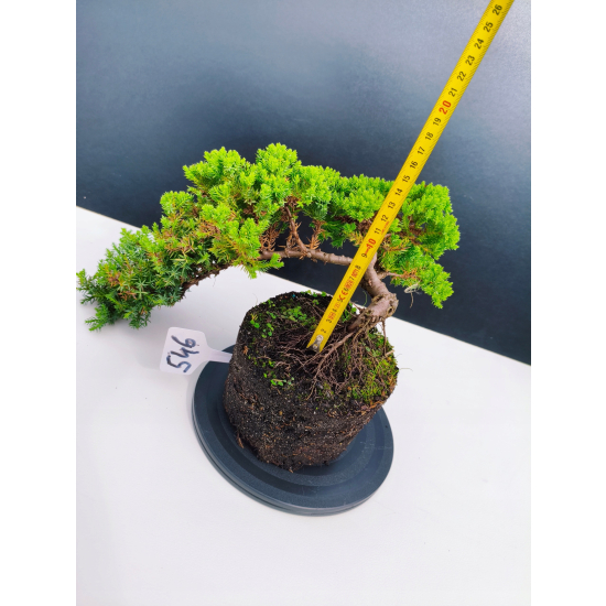 Żywe Drzewko Bonsai Jałowiec Rozesłany Procumbens 11-letni +GRATIS 546