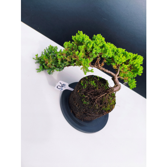 Żywe Drzewko Bonsai Jałowiec Rozesłany Procumbens 11-letni +GRATIS 546