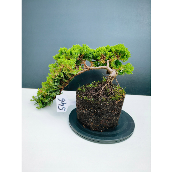 Żywe Drzewko Bonsai Jałowiec Rozesłany Procumbens 11-letni +GRATIS 546