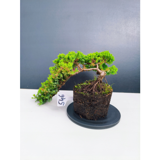 Żywe Drzewko Bonsai Jałowiec Rozesłany Procumbens 11-letni +GRATIS 546