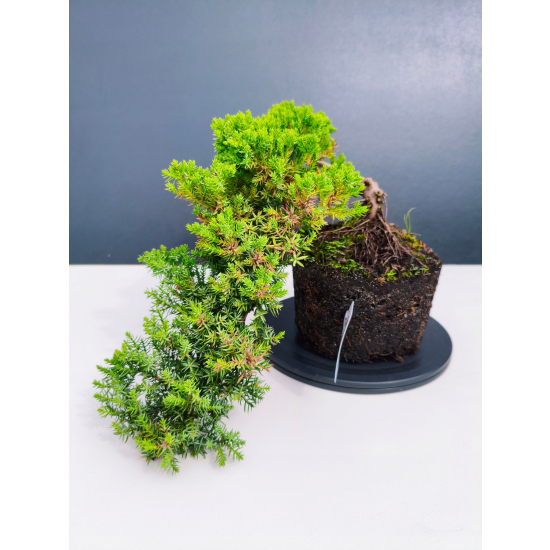 Żywe Drzewko Bonsai Jałowiec Rozesłany Procumbens 11-letni +GRATIS 546