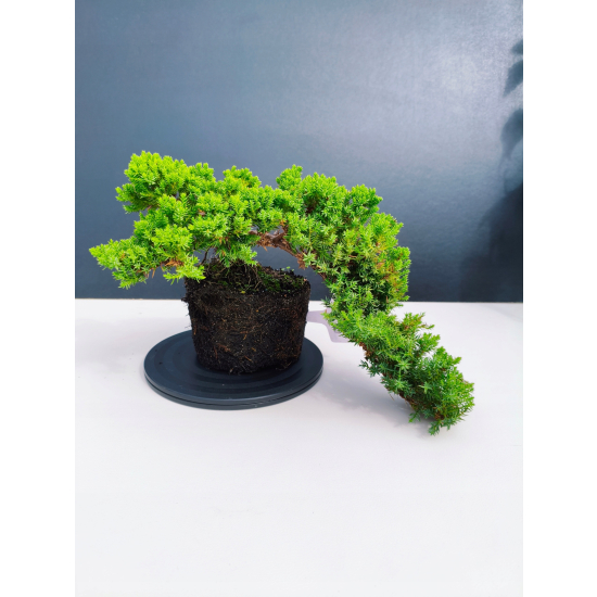 Żywe Drzewko Bonsai Jałowiec Rozesłany Procumbens 11-letni +GRATIS 546