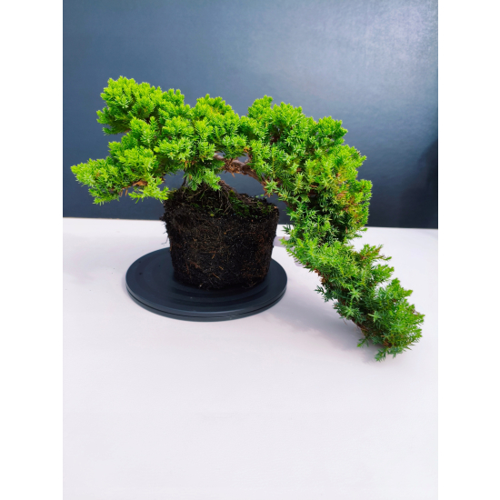 Żywe Drzewko Bonsai Jałowiec Rozesłany Procumbens 11-letni +GRATIS 546