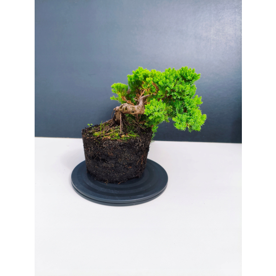 Żywe Drzewko Bonsai Jałowiec Rozesłany Procumbens 11-letni +GRATIS 546