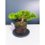 Żywe Drzewko Bonsai Jałowiec Rozesłany Procumbens 11-letni +GRATIS 541