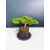 Żywe Drzewko Bonsai Jałowiec Rozesłany Procumbens 11-letni +GRATIS 541