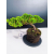 Żywe Drzewko Bonsai Jałowiec Rozesłany Procumbens 11-letni +GRATIS 541