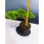 Żywe Drzewko Bonsai Jałowiec Rozesłany Procumbens 11-letni +GRATIS 541