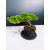 Żywe Drzewko Bonsai Jałowiec Rozesłany Procumbens 11-letni +GRATIS 541