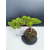 Żywe Drzewko Bonsai Jałowiec Rozesłany Procumbens 11-letni +GRATIS 541