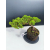 Żywe Drzewko Bonsai Jałowiec Rozesłany Procumbens 11-letni +GRATIS 541
