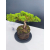 Żywe Drzewko Bonsai Jałowiec Rozesłany Procumbens 11-letni +GRATIS 541