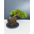 Żywe Drzewko Bonsai Jałowiec Rozesłany Procumbens 11-letni +GRATIS 541