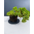 Żywe Drzewko Bonsai Jałowiec Rozesłany Procumbens 11-letni +GRATIS 541