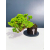 Żywe Drzewko Bonsai Jałowiec Rozesłany Procumbens 11-letni +GRATIS 541