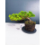 Żywe Drzewko Bonsai Jałowiec Rozesłany Procumbens 11-letni +GRATIS 541