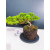 Żywe Drzewko Bonsai Jałowiec Rozesłany Procumbens 11-letni +GRATIS 541