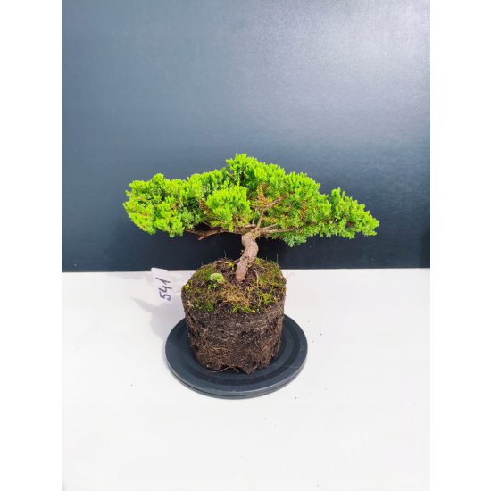 Żywe Drzewko Bonsai Jałowiec Rozesłany Procumbens 11-letni +GRATIS 541