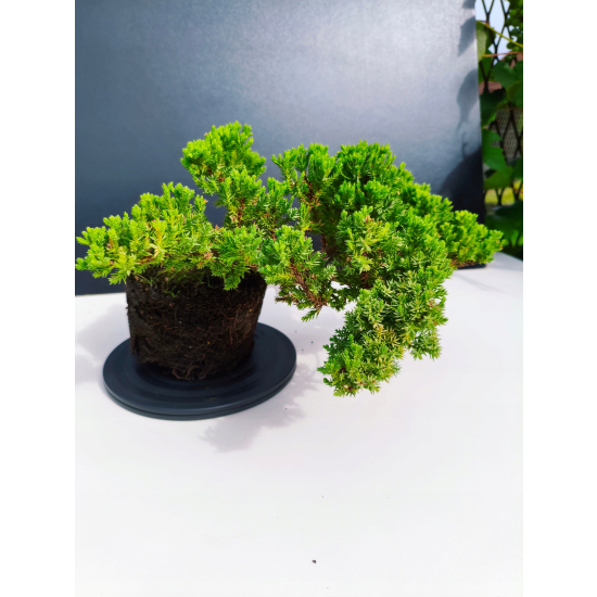 Żywe Drzewko Bonsai Jałowiec Rozesłany Procumbens 11-letni +GRATIS 541
