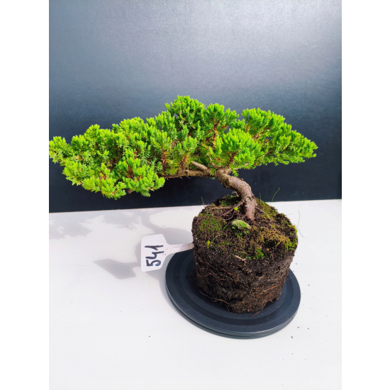 Żywe Drzewko Bonsai Jałowiec Rozesłany Procumbens 11-letni +GRATIS 541