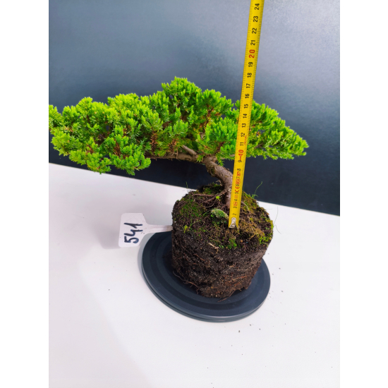 Żywe Drzewko Bonsai Jałowiec Rozesłany Procumbens 11-letni +GRATIS 541