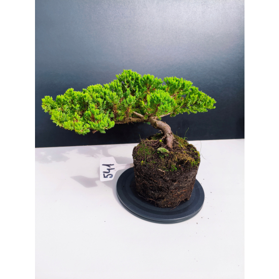 Żywe Drzewko Bonsai Jałowiec Rozesłany Procumbens 11-letni +GRATIS 541