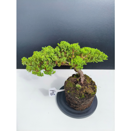 Żywe Drzewko Bonsai Jałowiec Rozesłany Procumbens 11-letni +GRATIS 541