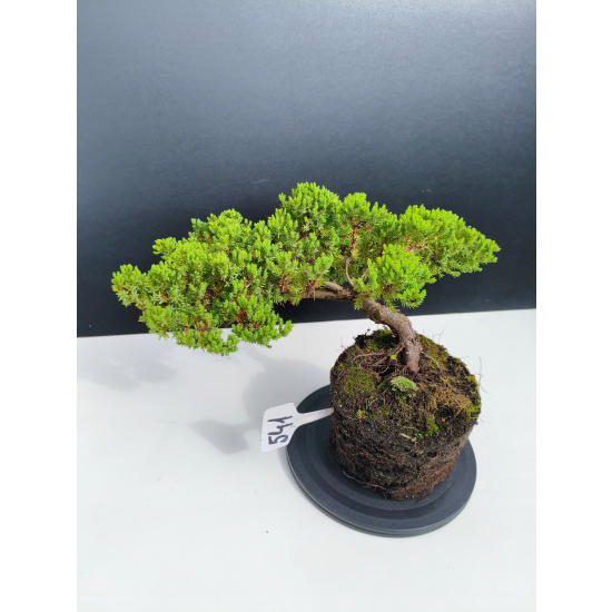 Żywe Drzewko Bonsai Jałowiec Rozesłany Procumbens 11-letni +GRATIS 541