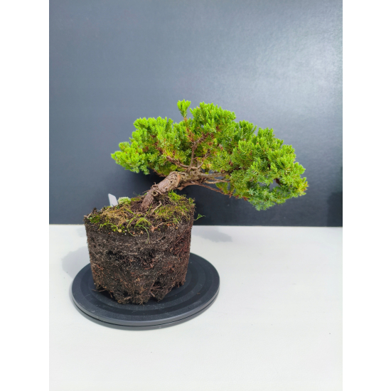 Żywe Drzewko Bonsai Jałowiec Rozesłany Procumbens 11-letni +GRATIS 541