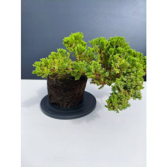 Żywe Drzewko Bonsai Jałowiec Rozesłany Procumbens 11-letni +GRATIS 541
