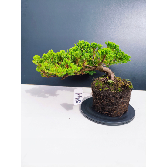 Żywe Drzewko Bonsai Jałowiec Rozesłany Procumbens 11-letni +GRATIS 541
