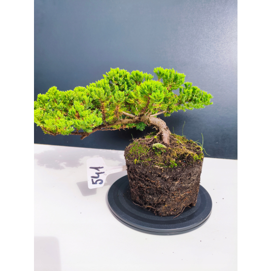 Żywe Drzewko Bonsai Jałowiec Rozesłany Procumbens 11-letni +GRATIS 541