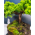 Żywe Drzewko Bonsai Jałowiec Rozesłany Procumbens 11-letni +GRATIS 409