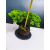 Żywe Drzewko Bonsai Jałowiec Rozesłany Procumbens 11-letni +GRATIS 409