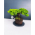 Żywe Drzewko Bonsai Jałowiec Rozesłany Procumbens 11-letni +GRATIS 409