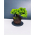 Żywe Drzewko Bonsai Jałowiec Rozesłany Procumbens 11-letni +GRATIS 409