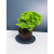 Żywe Drzewko Bonsai Jałowiec Rozesłany Procumbens 11-letni +GRATIS 409