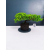 Żywe Drzewko Bonsai Jałowiec Rozesłany Procumbens 11-letni +GRATIS 409