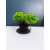 Żywe Drzewko Bonsai Jałowiec Rozesłany Procumbens 11-letni +GRATIS 409