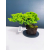 Żywe Drzewko Bonsai Jałowiec Rozesłany Procumbens 11-letni +GRATIS 409