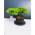 Żywe Drzewko Bonsai Jałowiec Rozesłany Procumbens 11-letni +GRATIS 409