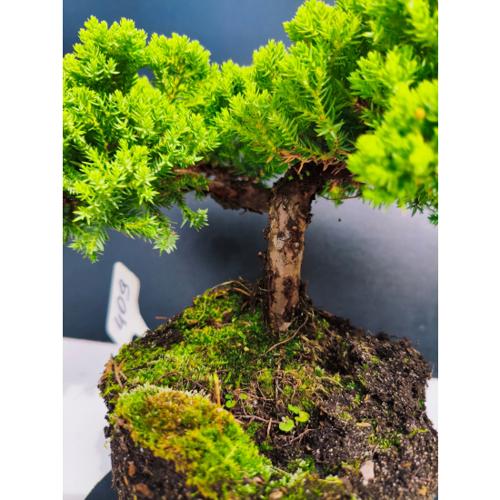 Żywe Drzewko Bonsai Jałowiec Rozesłany Procumbens 11-letni +GRATIS 409