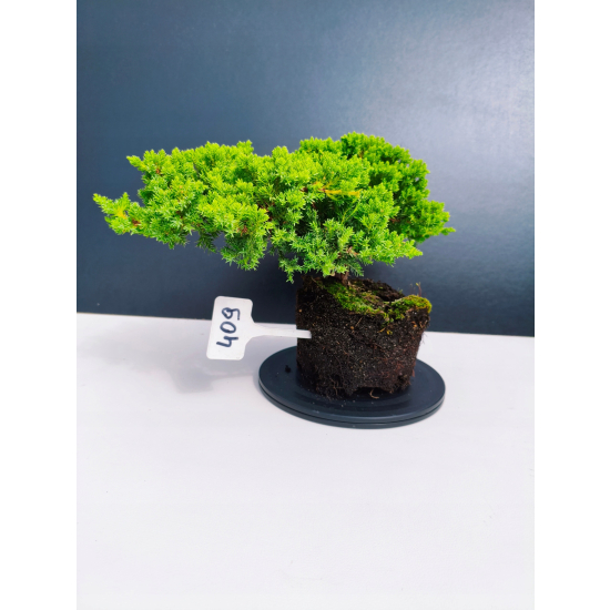 Żywe Drzewko Bonsai Jałowiec Rozesłany Procumbens 11-letni +GRATIS 409