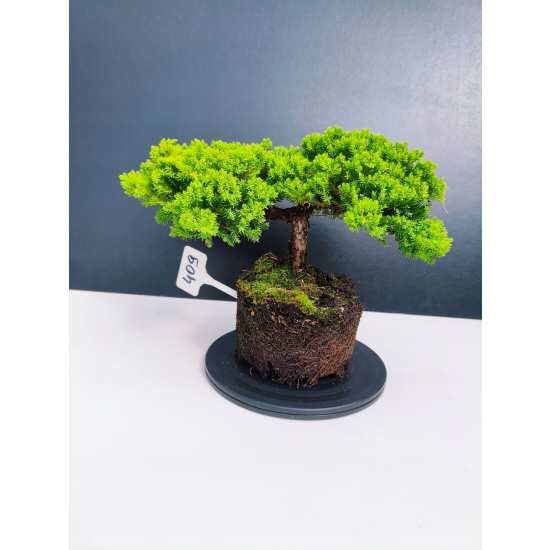 Żywe Drzewko Bonsai Jałowiec Rozesłany Procumbens 11-letni +GRATIS 409