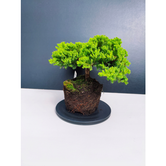 Żywe Drzewko Bonsai Jałowiec Rozesłany Procumbens 11-letni +GRATIS 409