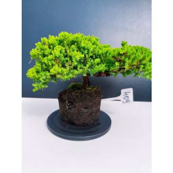 Żywe Drzewko Bonsai Jałowiec Rozesłany Procumbens 11-letni +GRATIS 409