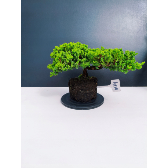 Żywe Drzewko Bonsai Jałowiec Rozesłany Procumbens 11-letni +GRATIS 409