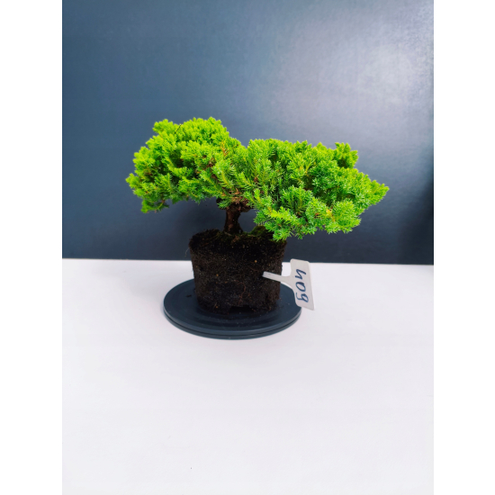 Żywe Drzewko Bonsai Jałowiec Rozesłany Procumbens 11-letni +GRATIS 409