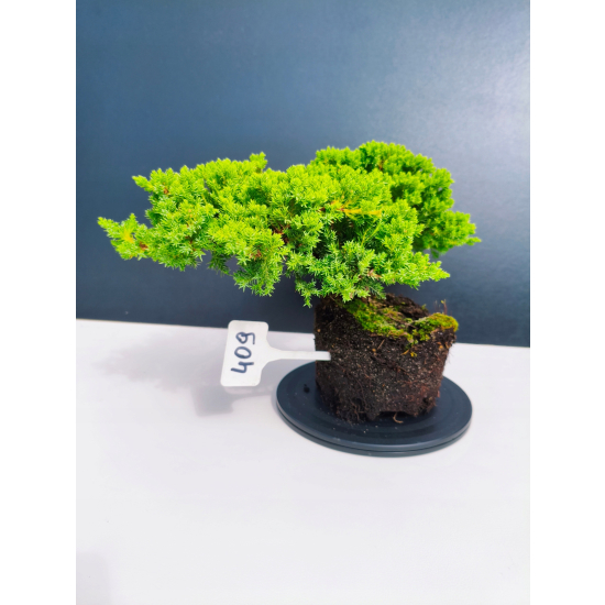 Żywe Drzewko Bonsai Jałowiec Rozesłany Procumbens 11-letni +GRATIS 409